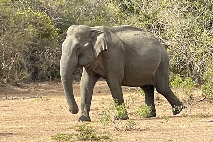 Leopard Safari in Yala National Park(Full Day/Half A Day)