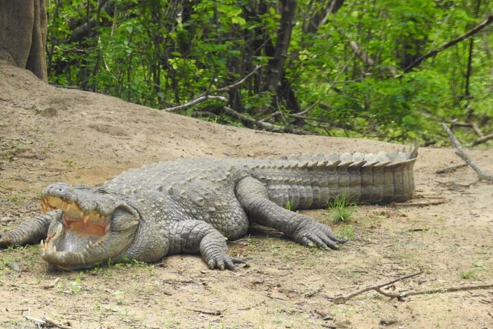 Leopard Safari in Yala National Park(Full Day/Half A Day)