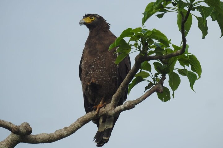Leopard Safari in Yala National Park(Full Day/Half A Day)