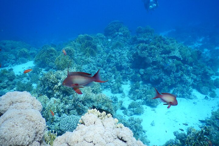 Shaab Samadai, Snorkeling Adventure & Coral Reef at Marsa Alam