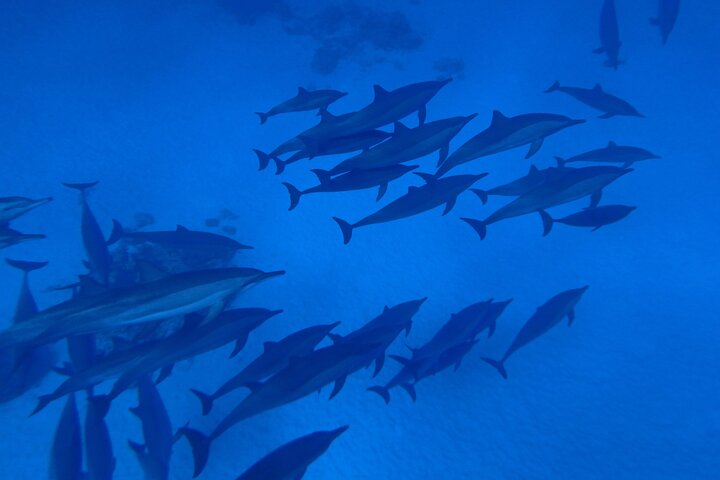 Shaab Samadai, Snorkeling Adventure & Coral Reef at Marsa Alam