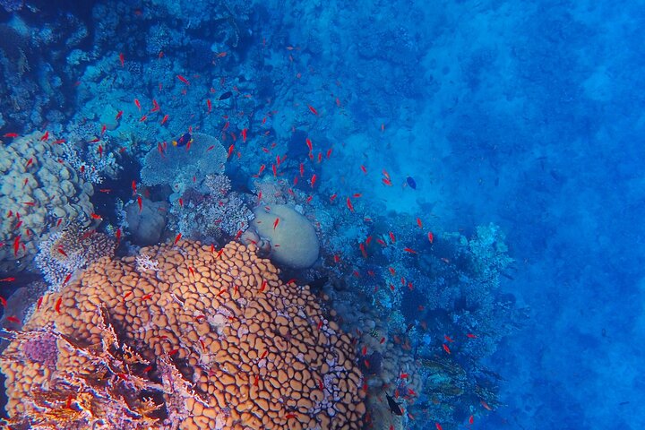 Shaab Samadai, Snorkeling Adventure & Coral Reef at Marsa Alam