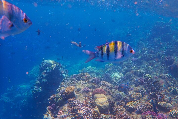 Shaab Samadai, Snorkeling Adventure & Coral Reef at Marsa Alam