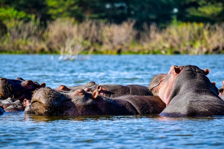 Half Day Tour To Lake Nakuru National Park From Nakuru