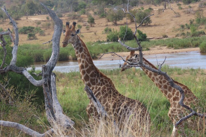 Full Day Kruger Safari Open Vehicle From Hazyview