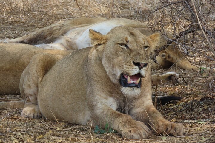 Full Day Kruger Safari Open Vehicle From Hazyview