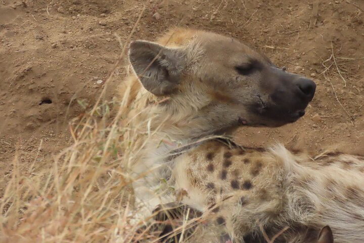 Full Day Kruger Safari Open Vehicle From Hazyview