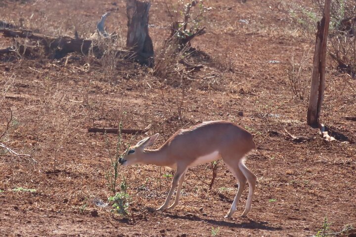Full Day Kruger Safari Open Vehicle From Hazyview