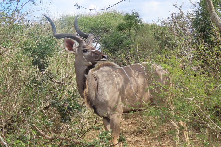 Full Day Kruger Safari Open Vehicle From Hazyview