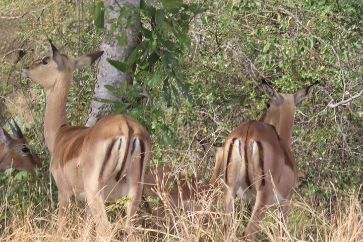 Full Day Kruger Safari Open Vehicle From Hazyview