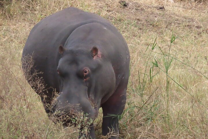 Full Day Kruger Safari Open Vehicle From Hazyview