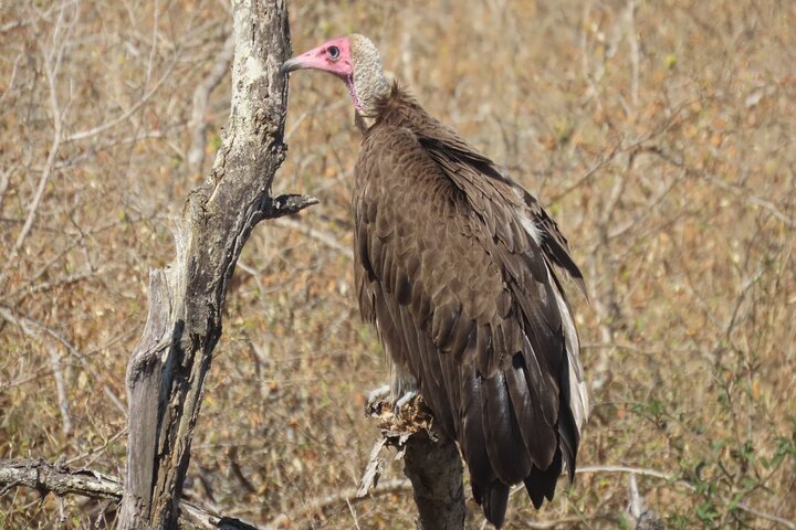 Full Day Kruger Safari Open Vehicle From Hazyview