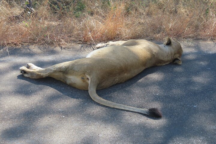 Full Day Kruger Safari Open Vehicle From Hazyview