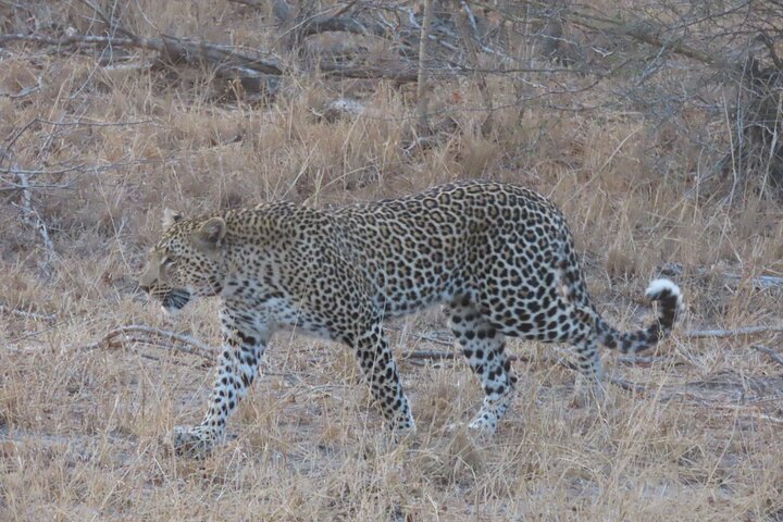 Full Day Kruger Safari Open Vehicle From Hazyview