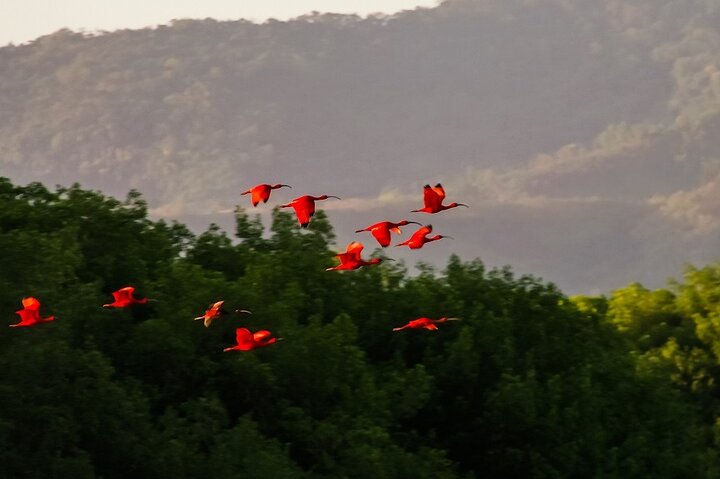 The Scarlet Ibis - Caroni Swamp Tour
