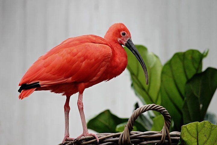 The Scarlet Ibis - Caroni Swamp Tour