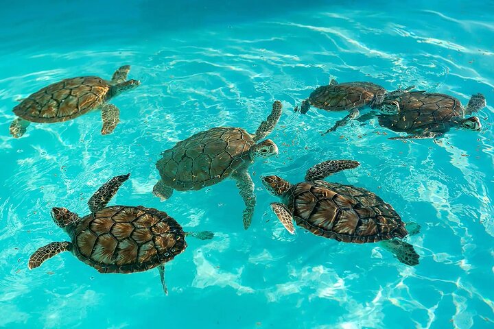 Khao Lak Highlights with Temple, Turtles & Elephants