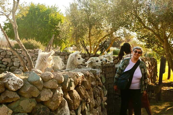 Santiago: Viña del Mar, Valparaiso, with Casablanca Wine Tasting