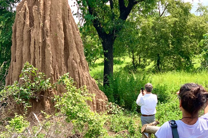 3 Days Exclusive Naaya Safari To Mole National Park