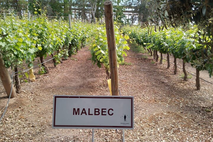 Excursión de 3 bodegas y 1 olivícola con degustación