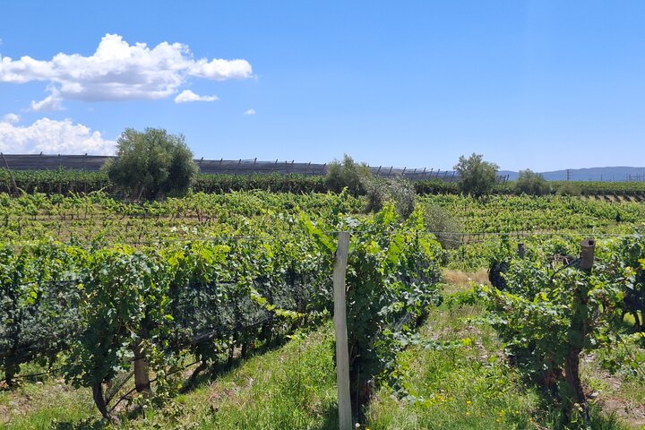Excursión de 3 bodegas y 1 olivícola con degustación