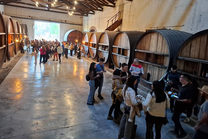 Excursión de 3 bodegas y 1 olivícola con degustación
