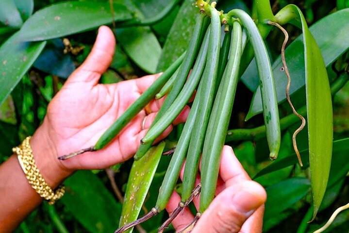 Vanilla Circuit, meeting our local producers