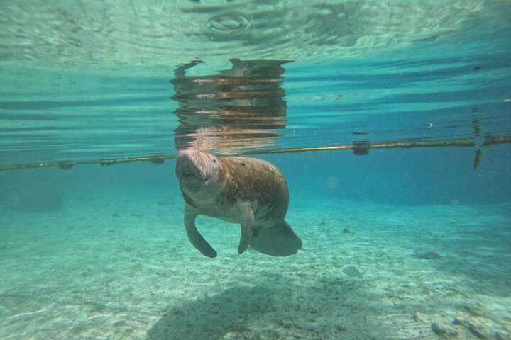 All-inclusive 6-person Manatee Swim Tour with Free Photos