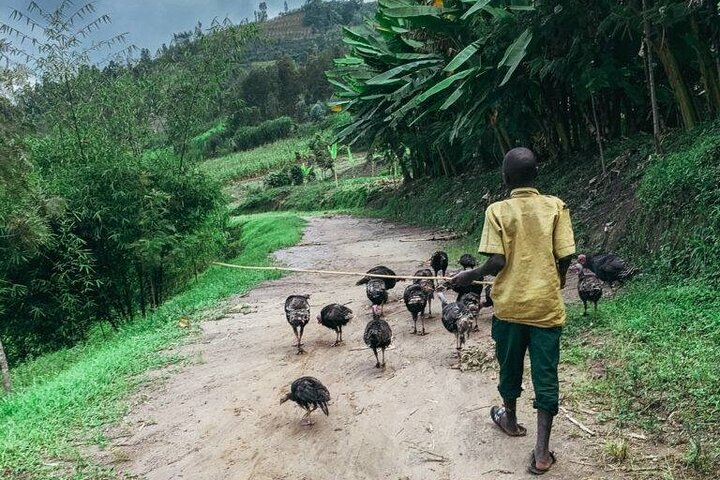 3 Days Congo Nile trail Hike