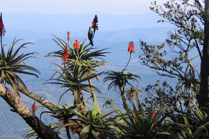 Panorama Route Full Day Tour