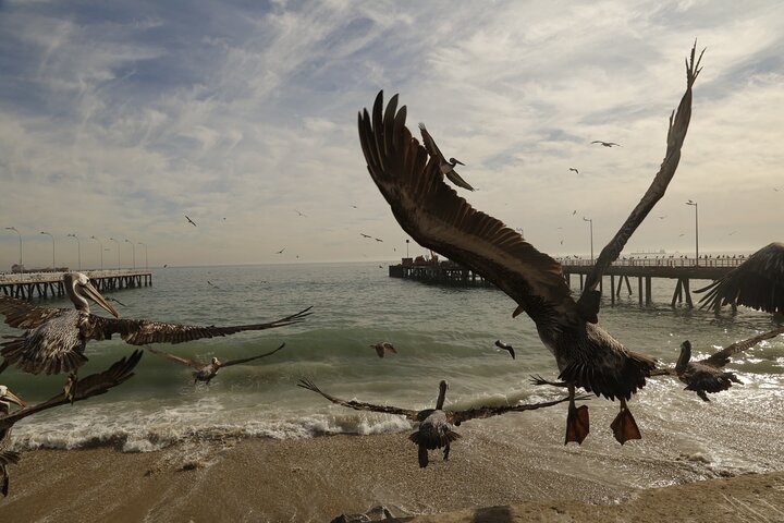 Transfer to San Antonio port prior cruise with tour in Valparaiso and Casablanca