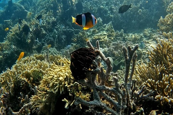Private Snorkeling Tour of Gili Islands in Air Meno and Trawangan