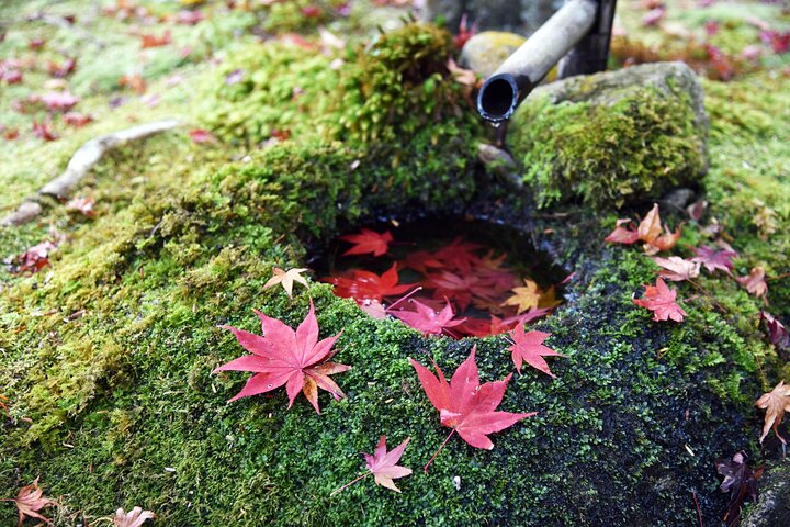 Private Tour to Kyu Chikurinin Garden by Car