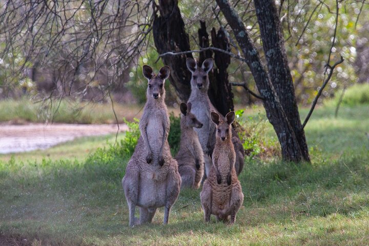 Kangaroos, mangroves and the ocean