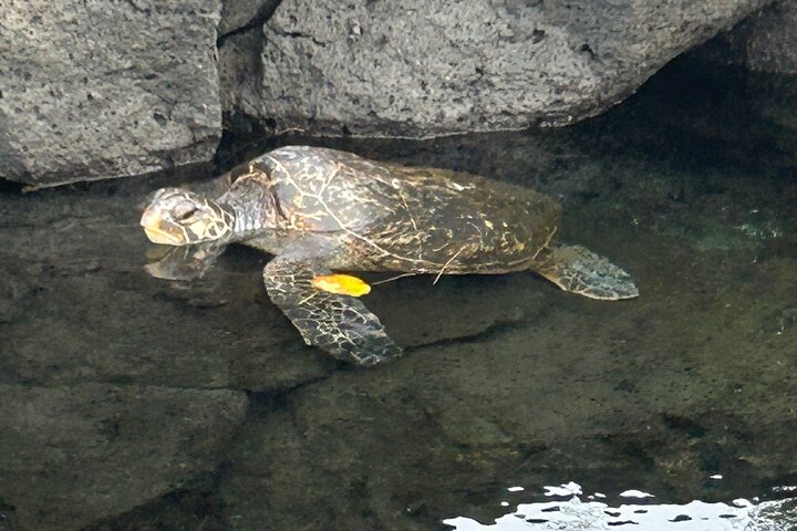 Big Island Scenic Tour: Volcano Hilo Town Waterfall Beach & Lunch