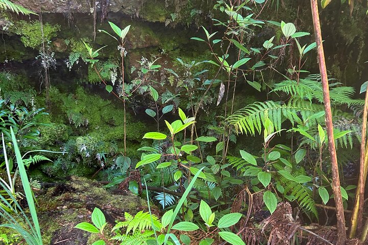 Big Island Scenic Tour: Volcano Hilo Town Waterfall Beach & Lunch