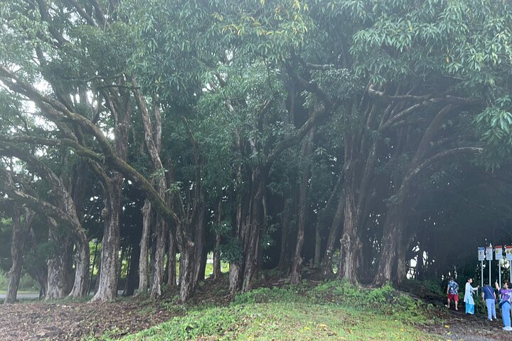 Big Island Scenic Tour: Volcano Hilo Town Waterfall Beach & Lunch