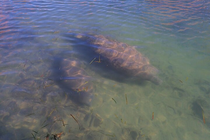 All-inclusive 6-person Manatee Swim Tour with Free Photos