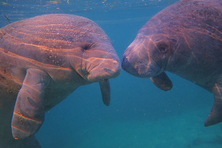 All-inclusive 6-person Manatee Swim Tour with Free Photos