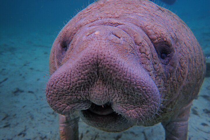 All-inclusive 6-person Manatee Swim Tour with Free Photos