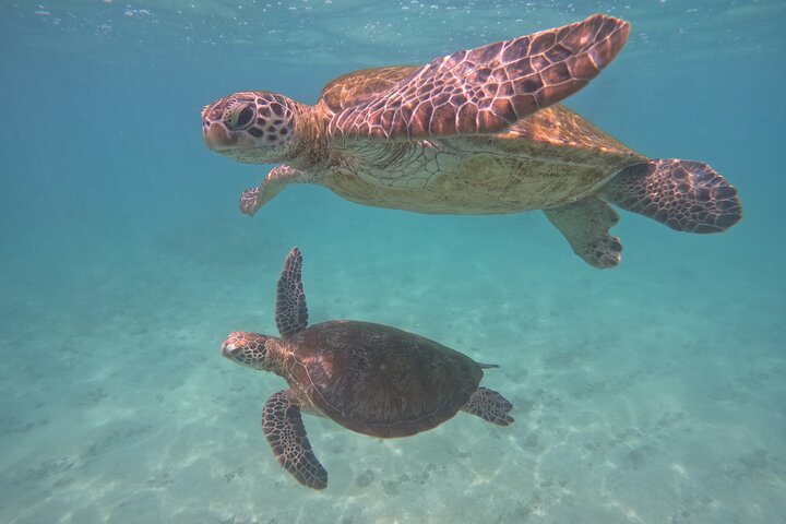 Mirissa Unforgettable Snorkeling Experience with Turtles
