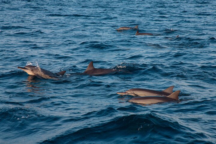 Maldives Dolphin Discovery Cruise by Speedboat