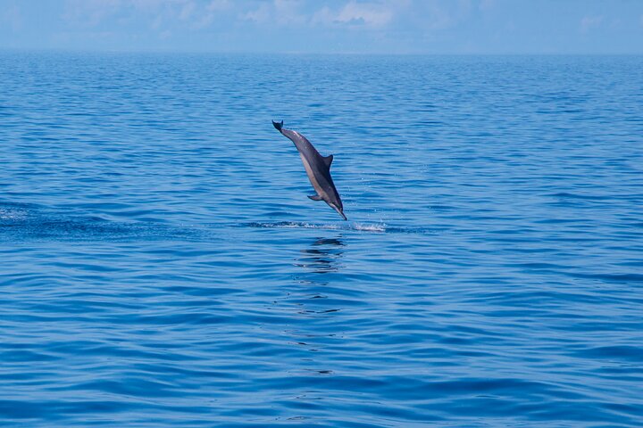 Maldives Dolphin Discovery Cruise by Speedboat