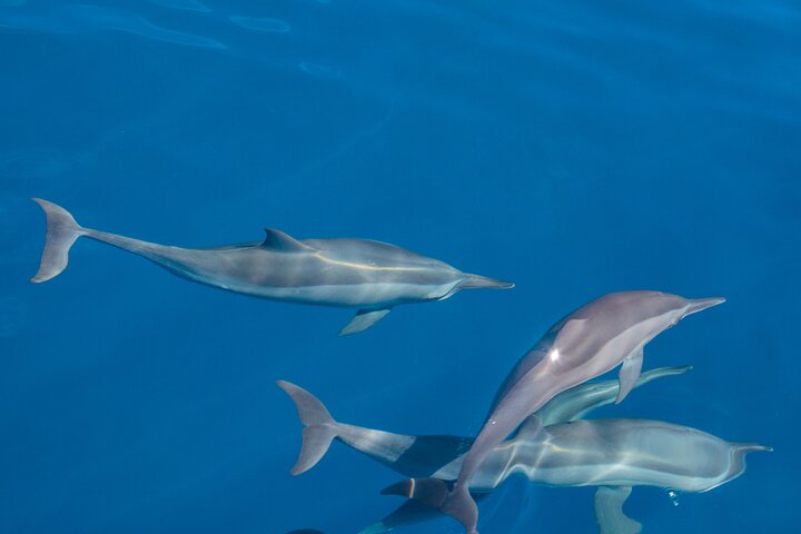 Maldives Dolphin Discovery Cruise by Speedboat