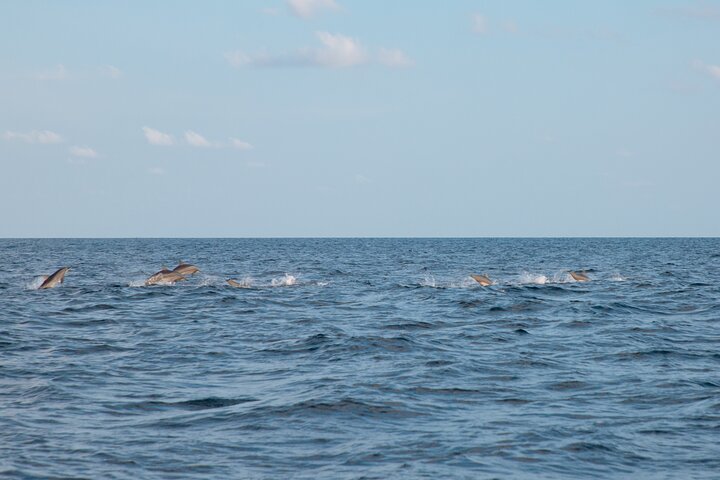 Maldives Dolphin Discovery Cruise by Speedboat