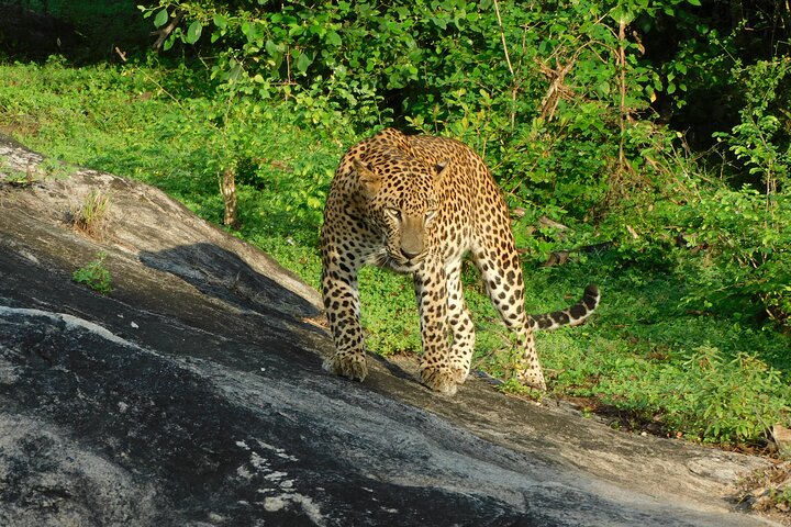 Yala National Park Safari Tour From Hambantota port