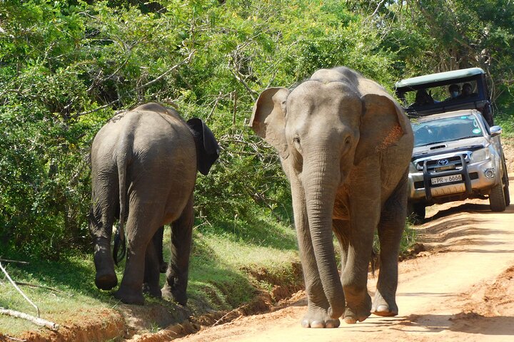 Yala National Park Safari Tour From Hambantota port