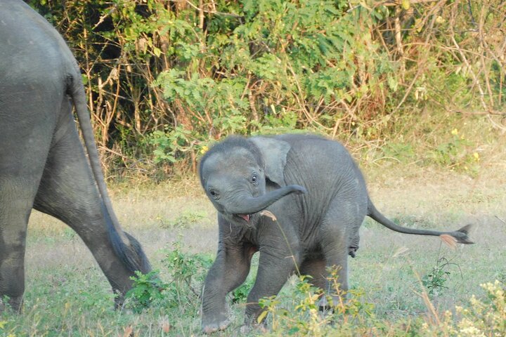 Yala National Park Safari Tour From Hambantota port