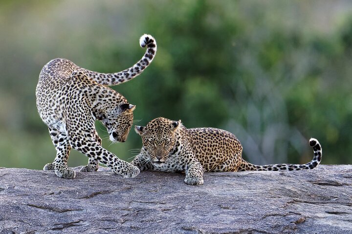 Yala National Park Safari Tour From Hambantota port