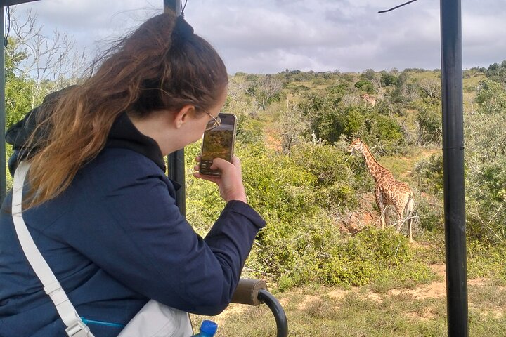 2 Days Addo Elephant and Schotia Safari from Port Elizabeth